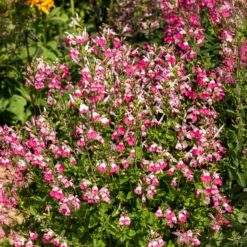 Johannisbeer-Salbei Pink Dream - Rosa Blüten den ganzen Sommer