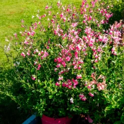 Johannisbeer-Salbei Pink Dream - Rosa Blüten den ganzen Sommer