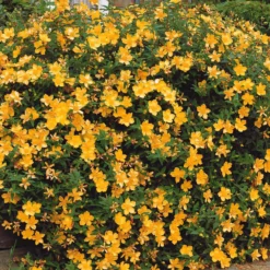 Johanniskraut Hidcote - Gelbe Blüten den ganzen Sommer