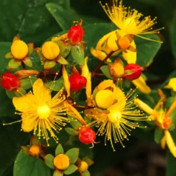 Johanniskraut 'Miracle Wonder' - Sonnengelb den ganzen Sommer