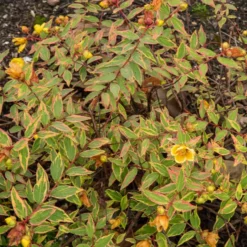 Johanniskraut Tricolor - Buntes Laub, gelbe Blüten