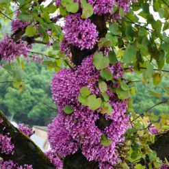 Judasbaum - Blüten direkt am Stamm