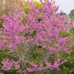 Judasbaum - Blüten direkt am Stamm