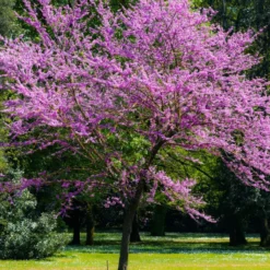 Judasbaum - Blüten direkt am Stamm