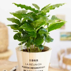 Kaffeepflanze Coffea - Eigene Kaffeebohnen zu Hause