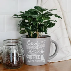 Kaffeepflanze Coffea - Eigene Kaffeebohnen zu Hause