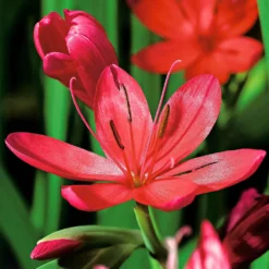 Kaffernlilie 'Major' - Rote Blüten bis in den Herbst