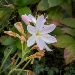 Kaffernlilie weiß (Schizostylis) - Weiße Blüten bis in den November