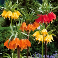 Kaiserkrone Kollektion Gelb/Rot/Orange (x3) - Königlicher Auftritt im Beet