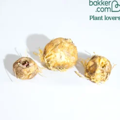Kaiserkrone Kollektion Gelb/Rot/Orange (x3) - Königlicher Auftritt im Beet