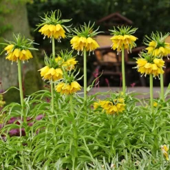 Kaiserkrone 'Lutea' - Gelbe Krone im Frühling
