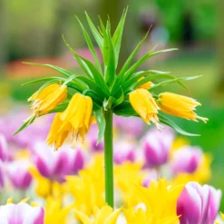 Kaiserkrone 'Lutea' - Gelbe Krone im Frühling
