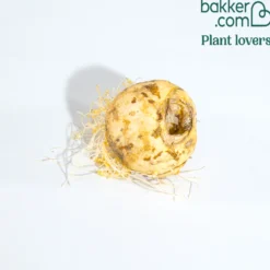 Kaiserkrone 'Lutea' - Gelbe Krone im Frühling