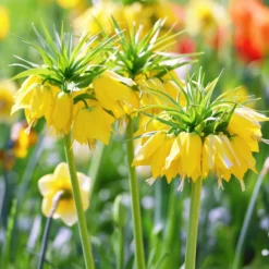Kaiserkrone 'Lutea' - Gelbe Krone im Frühling