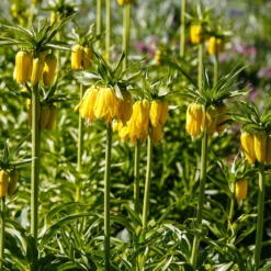 Kaiserkrone 'Lutea' - Gelbe Krone im Frühling