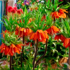 Kaiserkrone 'Orange Beauty' - Ein Meter oranges Wow
