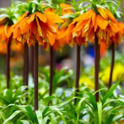 Kaiserkrone 'Orange Beauty' - Ein Meter oranges Wow