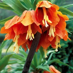 Kaiserkrone 'Orange Beauty' - Ein Meter oranges Wow