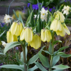 Kaiserkrone pallidiflora (x2) - Zartes Gelb im Frühling