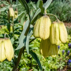 Kaiserkrone pallidiflora (x2) - Zartes Gelb im Frühling