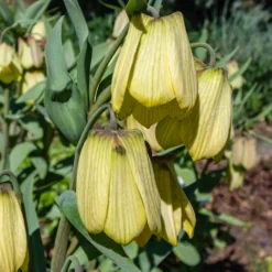 Kaiserkrone pallidiflora (x2) - Zartes Gelb im Frühling
