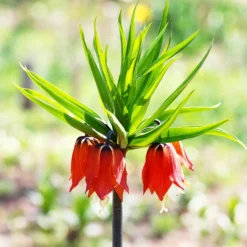 Kaiserkrone rot - Ein Meter Frühlingswow