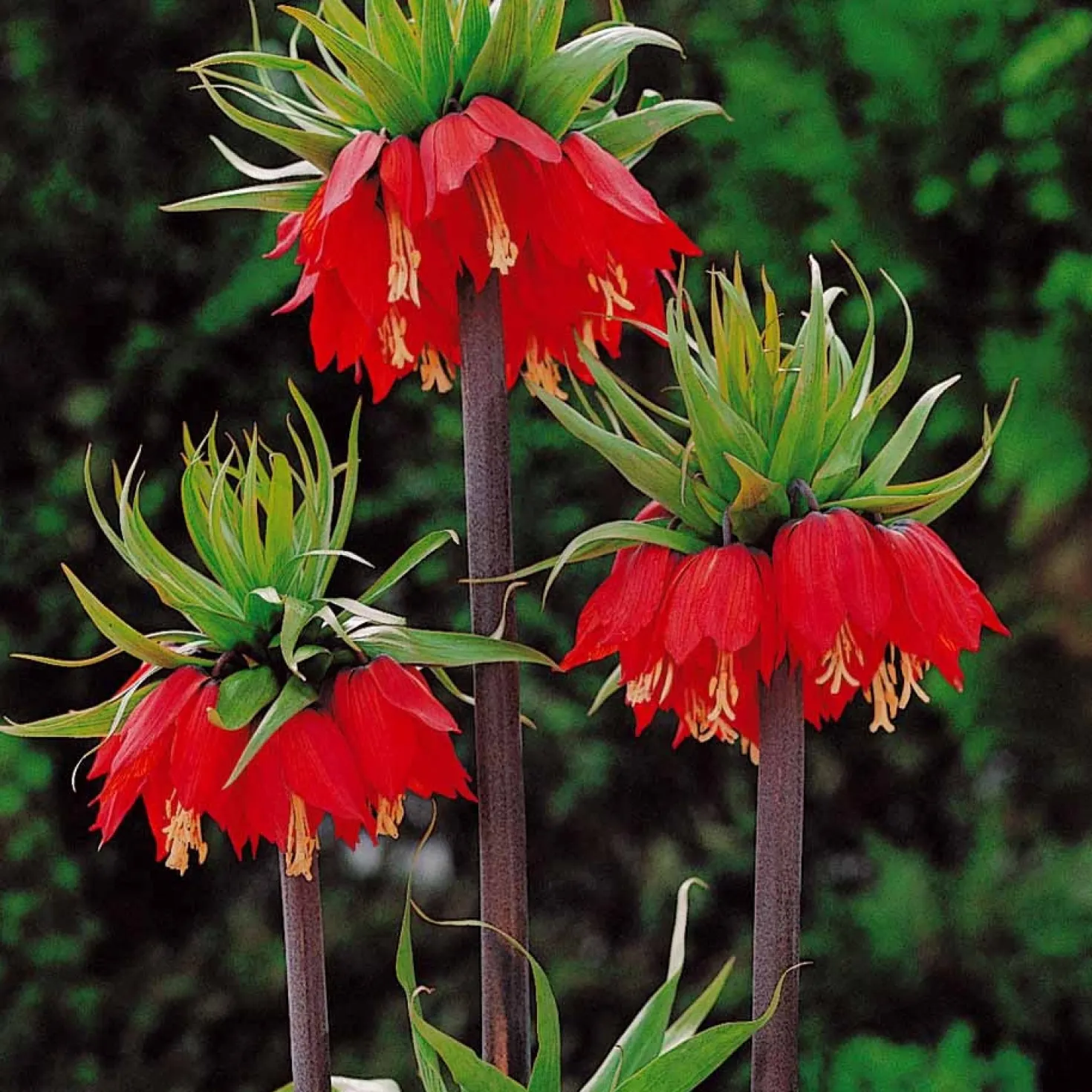 Kaiserkrone rot - Ein Meter Frühlingswow