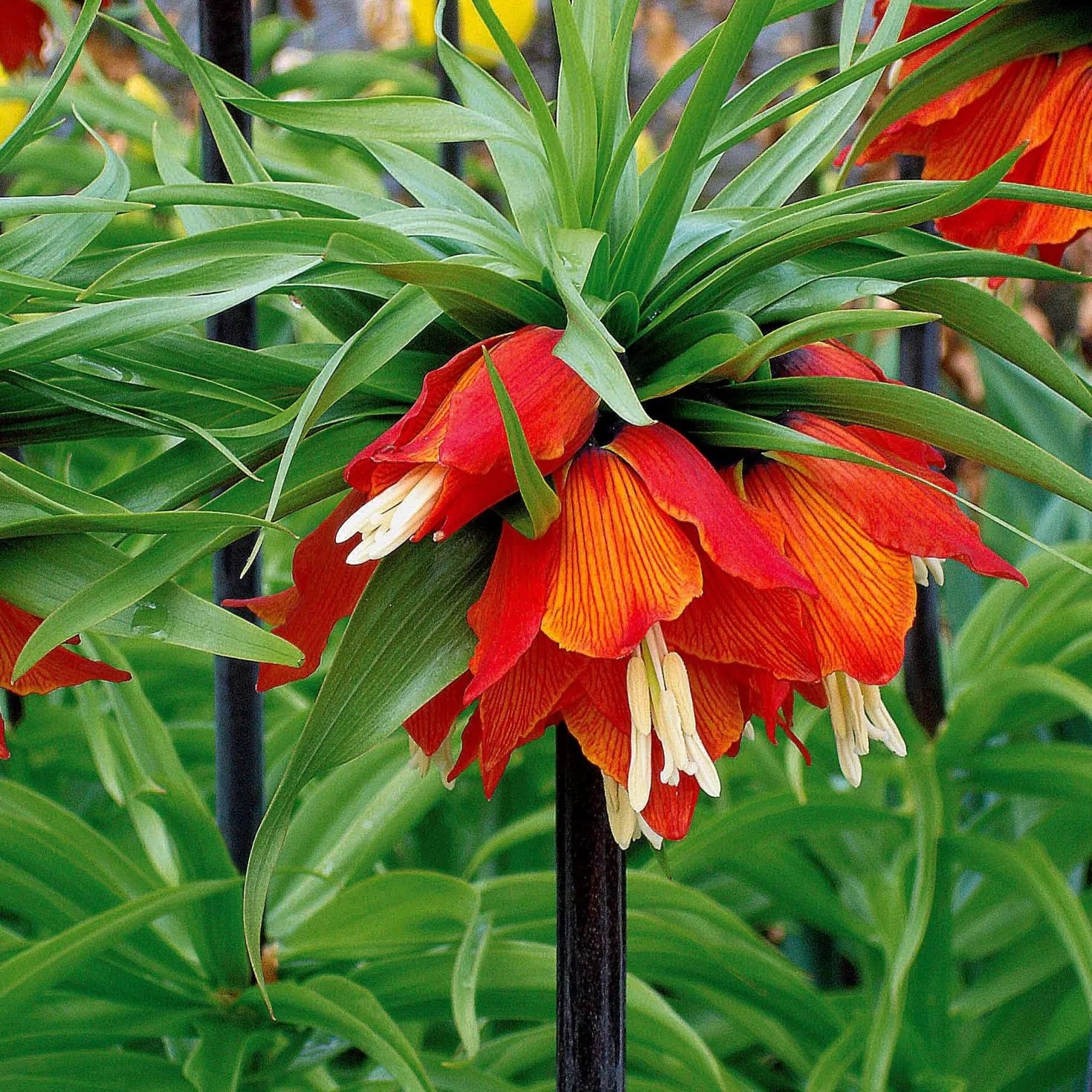 Kaiserkrone rot - Ein Meter Frühlingswow