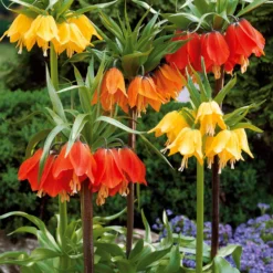 Kaiserkrone rot - Ein Meter Frühlingswow