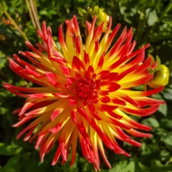 Kaktus-Dahlie Feuervogel (x3) - Feurige Blüten ganz einfach