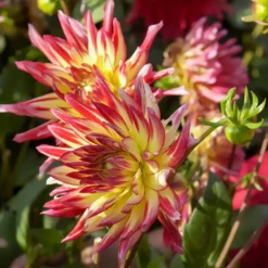 Kaktus-Dahlie Feuervogel (x3) - Feurige Blüten ganz einfach