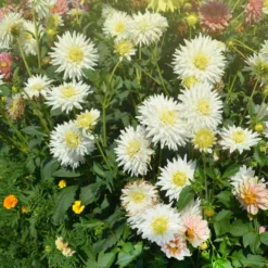 Kaktus-Dahlie My Love - Reinweiße Blüten den ganzen Sommer