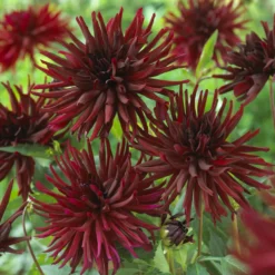 Kaktusdahlien Black Narcissus (x3) - Tiefrote Blüten den ganzen Sommer