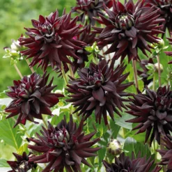 Kaktus-Dahlien Mischung (x8) - Stachelblüten voller Wow