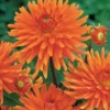 Kaktusdahlien ‘Vrouwe Jacoba’ (x3) - Feuriges Orange im Beet
