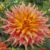 Kaktusdahlie ‘Omega’ - Feuriges Orange im Beet
