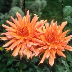 Kaktusdahlie ‘Omega’ - Feuriges Orange im Beet