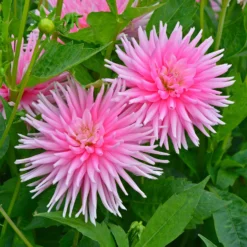 Kaktusdahlie Park Princess (x3) - Rosa Blütenpracht im Garten