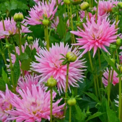 Kaktusdahlie Park Princess (x3) - Rosa Blütenpracht im Garten