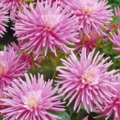 Kaktusdahlie Park Princess (x3) - Rosa Blütenpracht im Garten