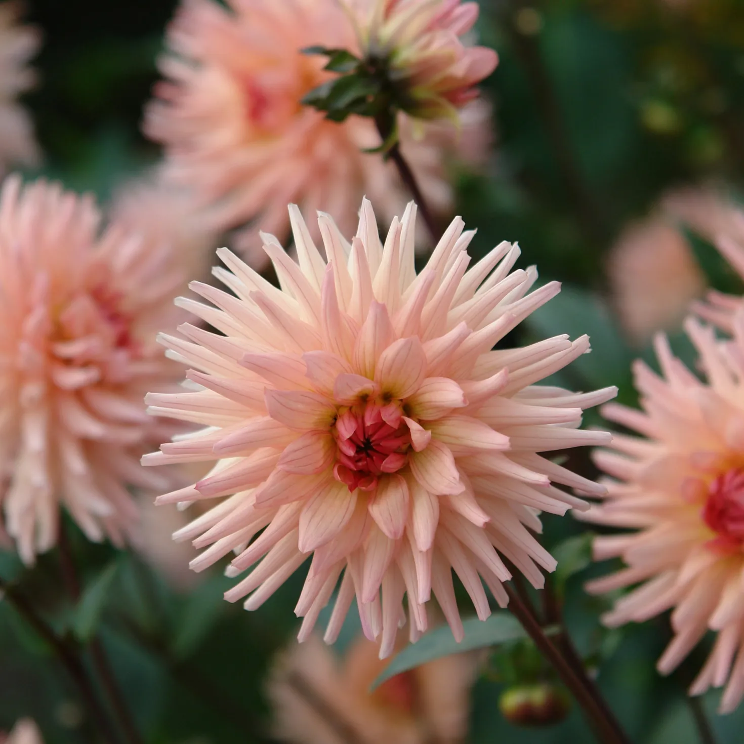 Kaktus-Dahlie ‘Preference’ - Lachsrosa Blüten den ganzen Sommer