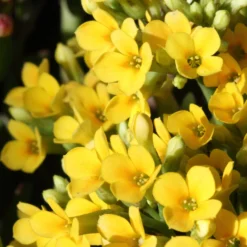 Kalanchoe Gelb - Wochenlang gelbe Blüten