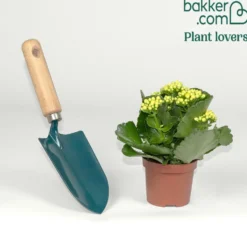 Kalanchoe Gelb - Wochenlang gelbe Blüten