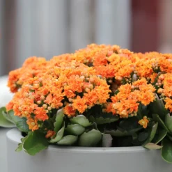Kalanchoe Orange - Wochenlang orange Blüten