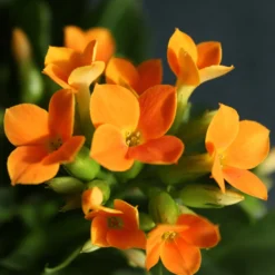Kalanchoe Orange - Wochenlang orange Blüten