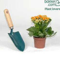 Kalanchoe Orange - Wochenlang orange Blüten