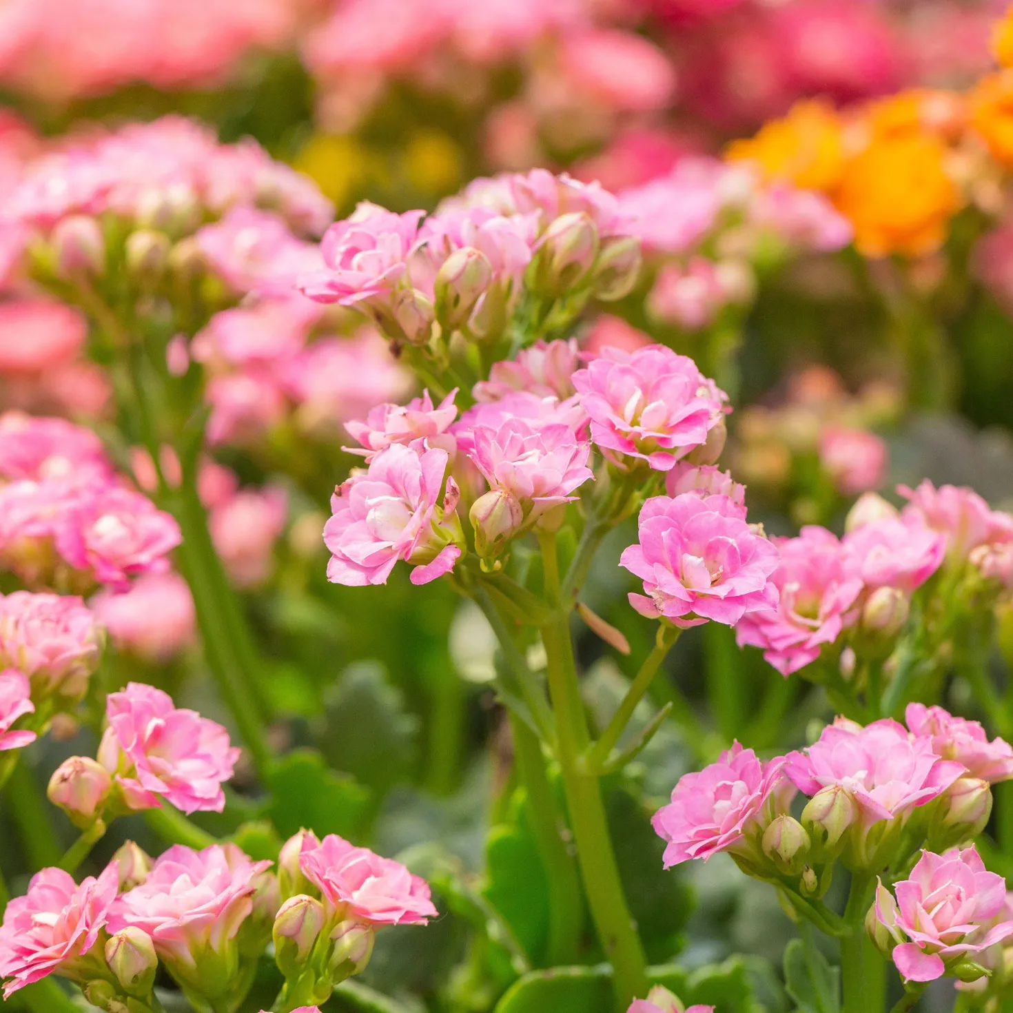 Kalanchoe Rosa - Wochenlang rosa Blüten