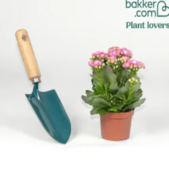 Kalanchoe Rosa - Wochenlang rosa Blüten