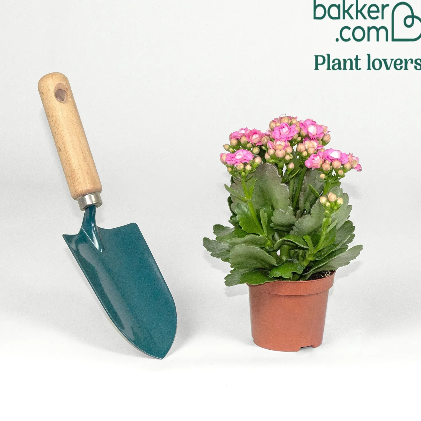 Kalanchoe Rosa - Wochenlang rosa Blüten