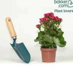 Kalanchoe Rot - Rote Blüten, kaum Pflege